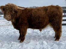 Shat Acres Legacy's Rock